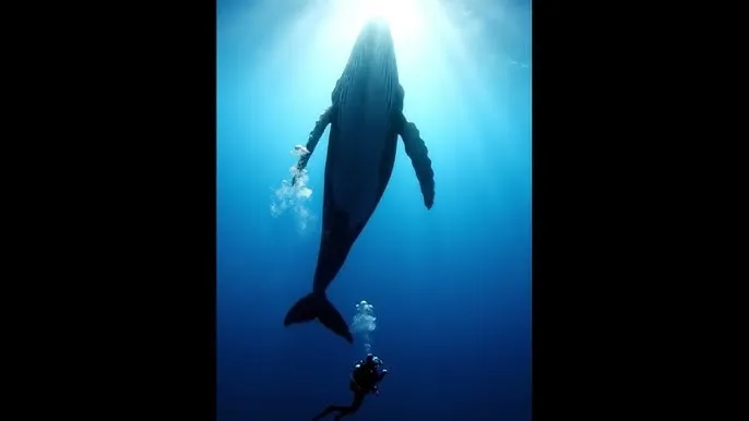坟爷 - 深蓝星球：探索海洋深处的未知世界